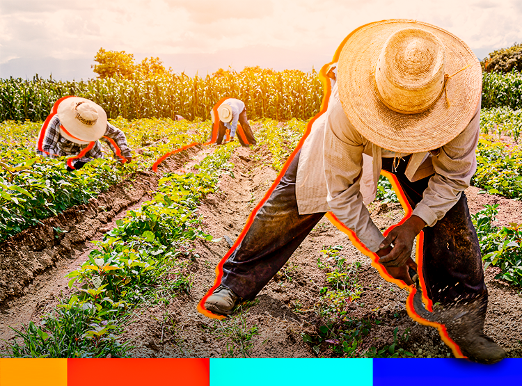 Atuação do ITESP e os programas para trabalhadoras e trabalhadores rurais